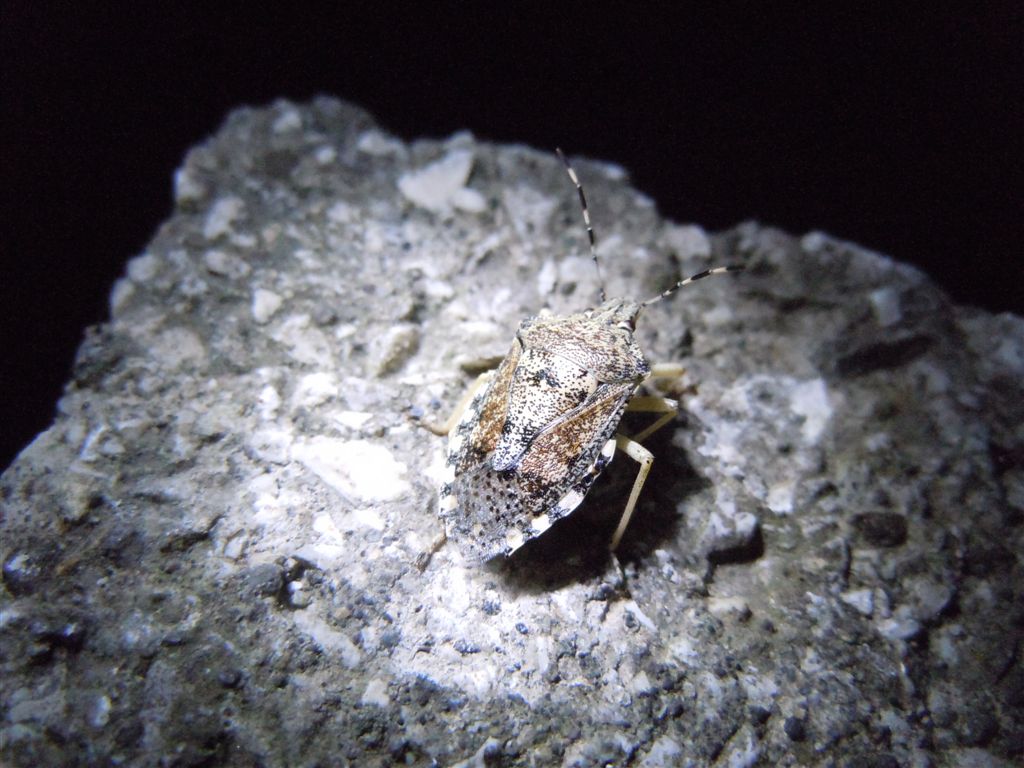 Pentatomidae: Rhaphigaster nebulosa della Campania (NA)